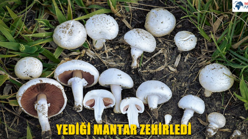 YEDİĞİ MANTAR ZEHİRLEDİ